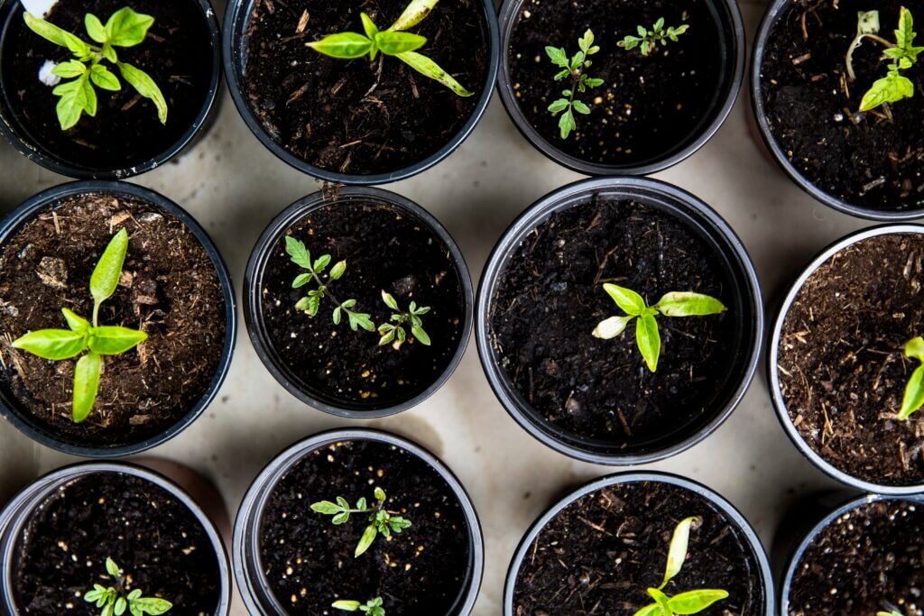 What Does An Urban Gardener Do?