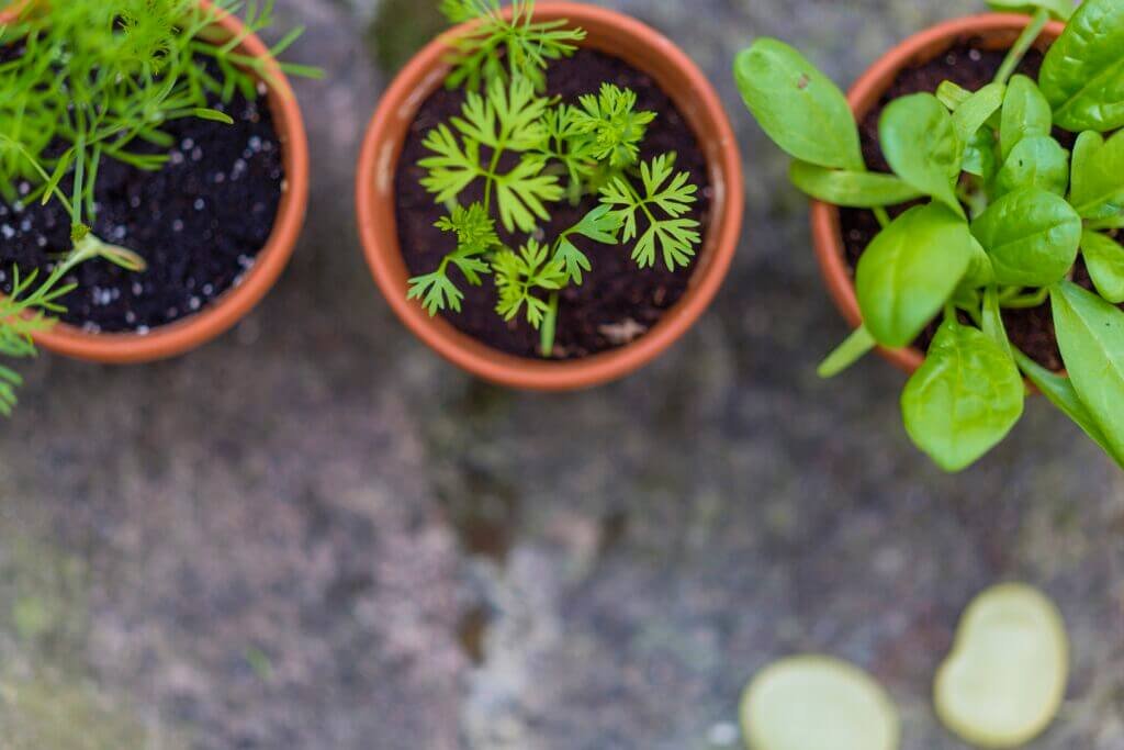 What Does An Urban Gardener Do?