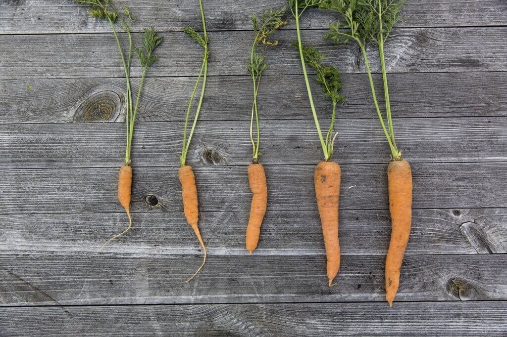 Urban Gardening Tips For Creating A Sustainable Balcony Garden