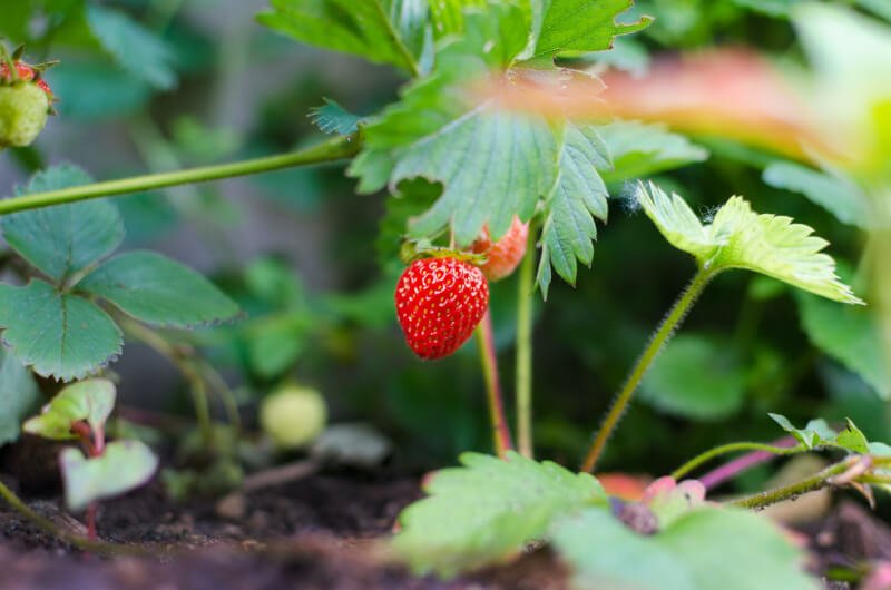 why are urban community gardens important 6 scaled