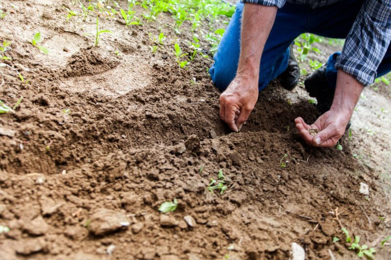 best plants for shaded urban gardens 1 scaled